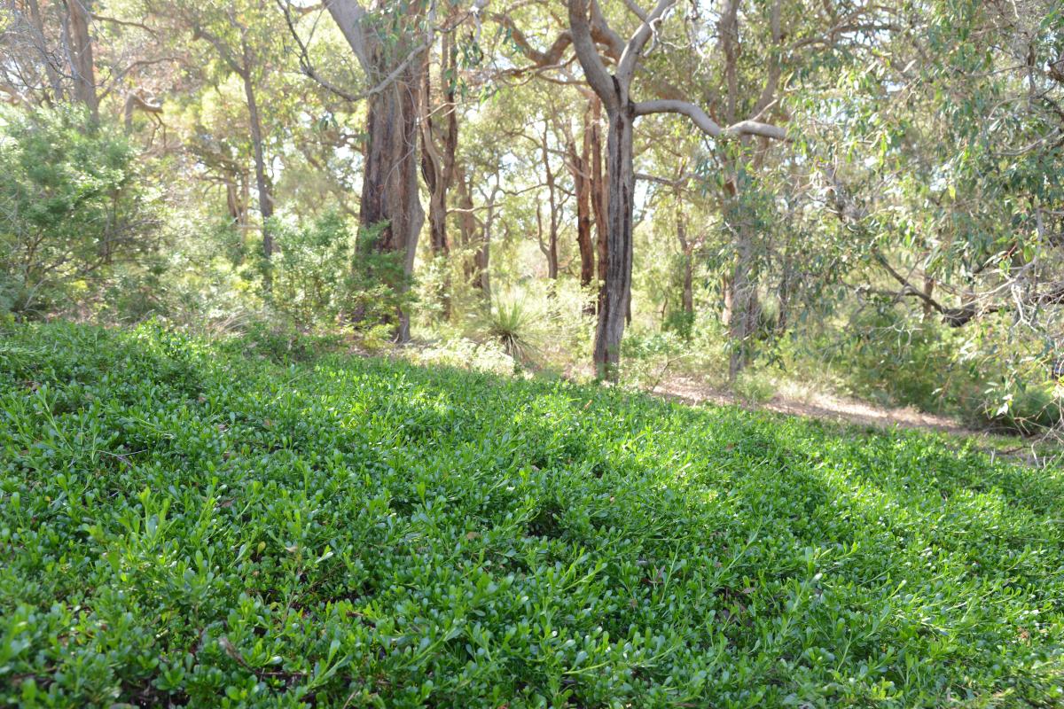Dodonaea ceratocarpa Dodonaea ceratocarpa spread widely across the ground in a bushland setting.