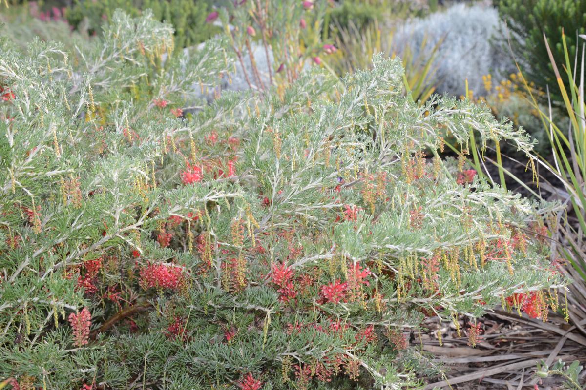 Grevillea preissii subsp. glabrilimba The Spider Net Grevillea shrub is covered in red flowers in autumn, winter and spring.