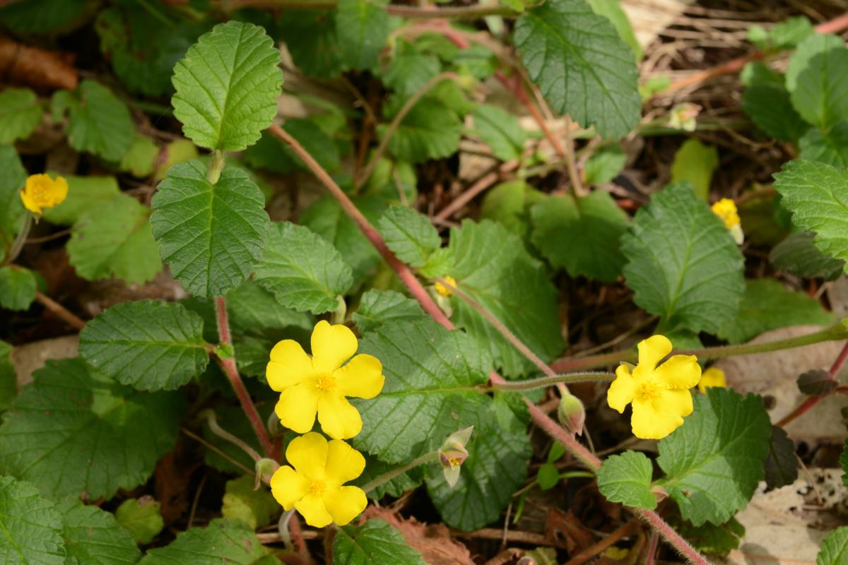 Hibbertia grossulariifolia's yellow flowers in bloom.