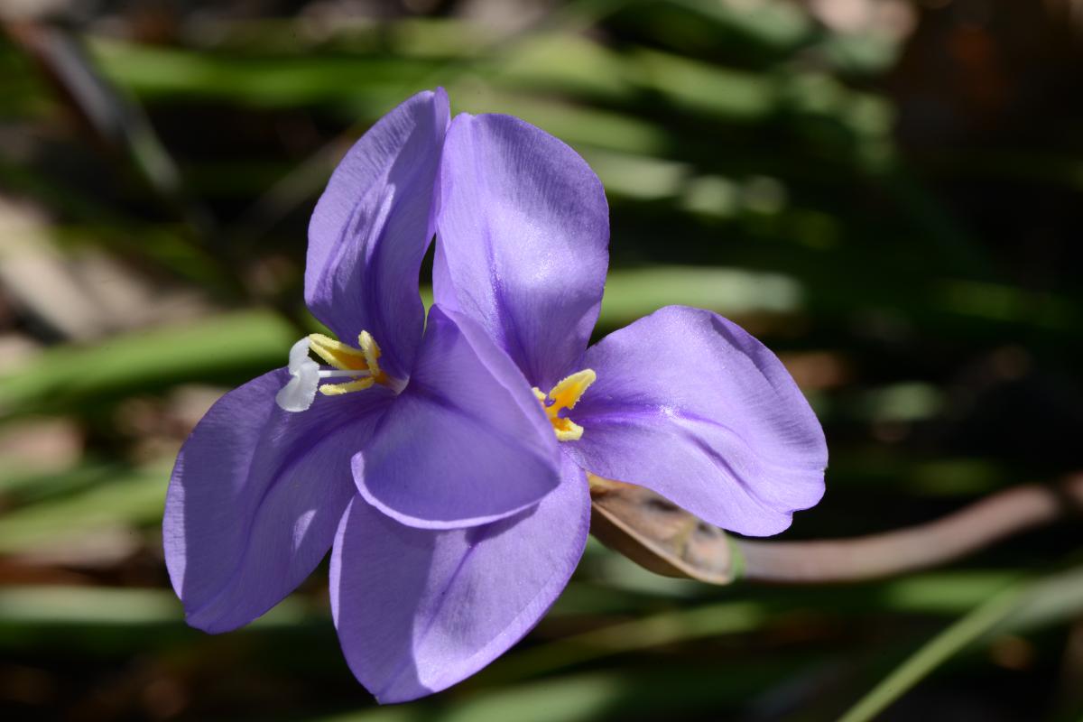 Close up of two purple flowers of Patersonia occidentalis. 