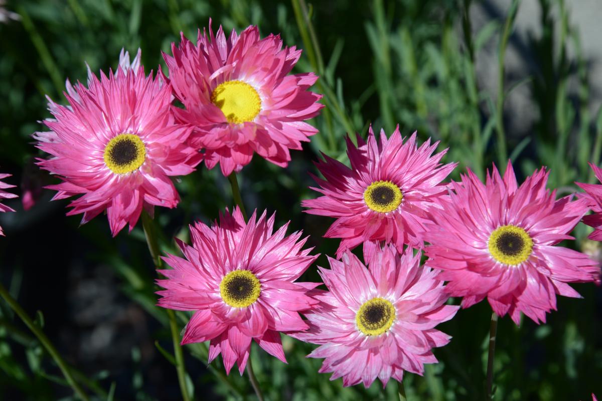 Pink Paper-daisy in bloom Close-up of six Pink Paper-daisy blooms