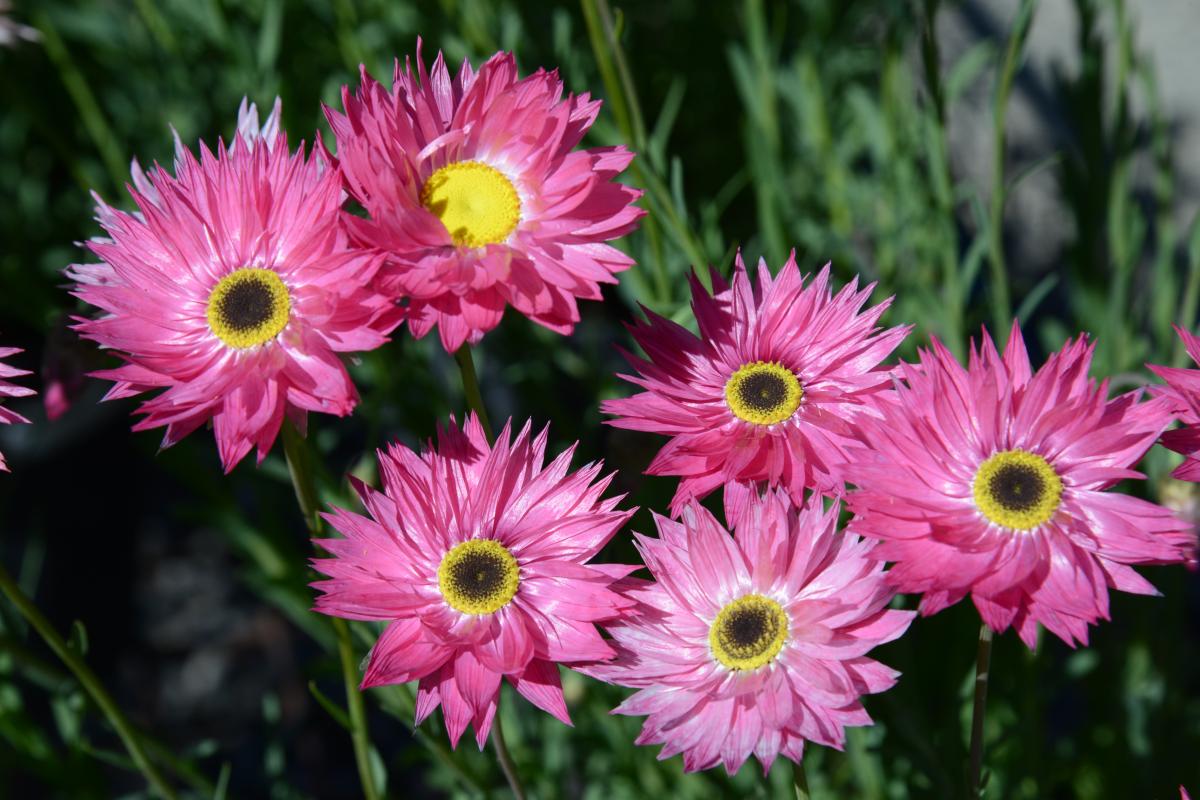 Close-up of six Pink Paper-daisy blooms