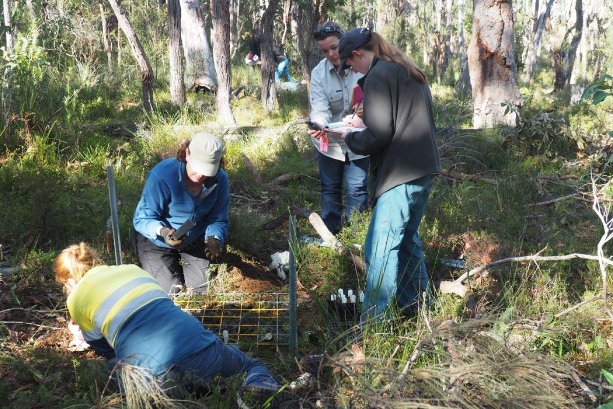 Translocation of Critically Endangered Caladenia busselliana. Translocation of Critically Endangered Caladenia busselliana (Bussell’s Spider Orchid)