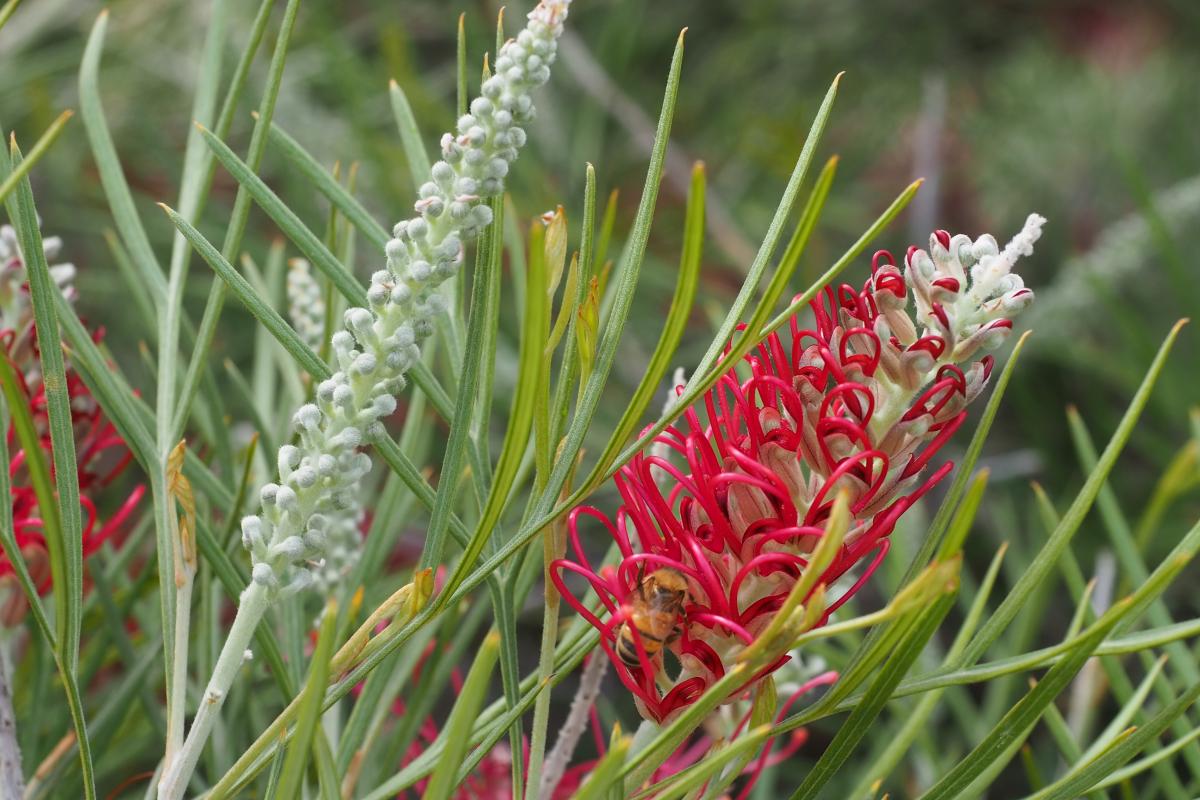 Karijini Moon grevillea Karijini Moon grevillea flower