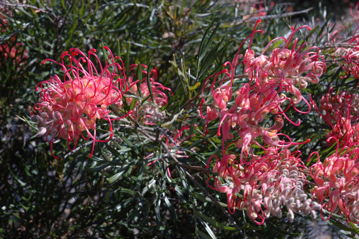 Pink Profusion grevillea flowers