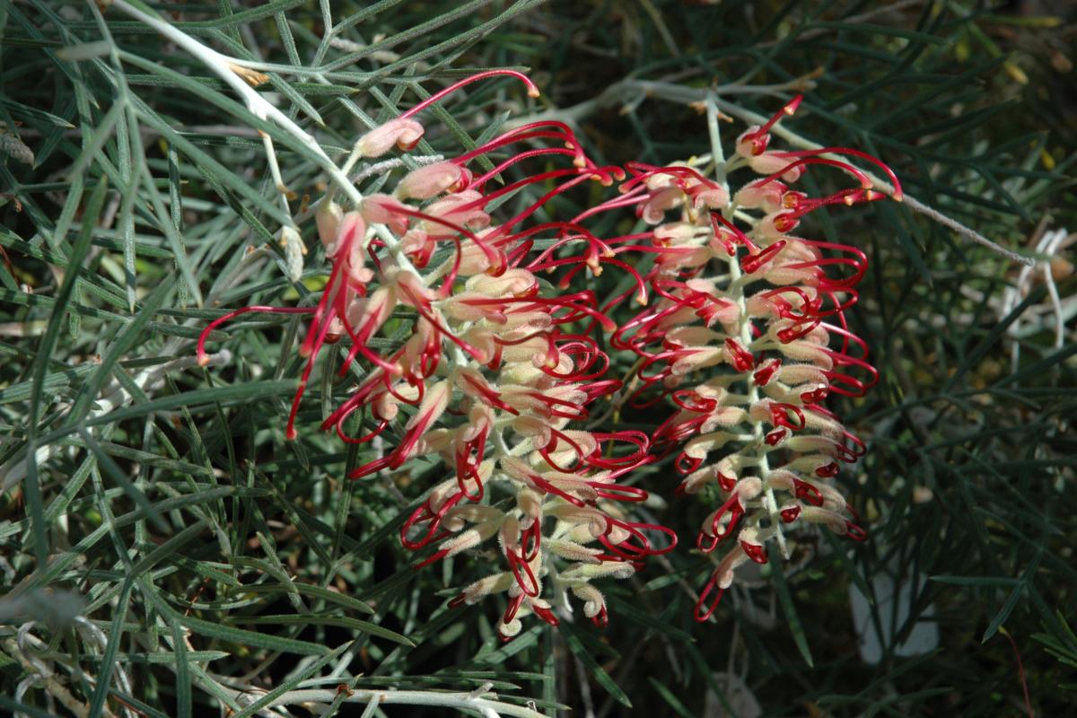 RSL Spirit of ANZAC grevillea RSL Spirit of ANZAC grevillea flowers