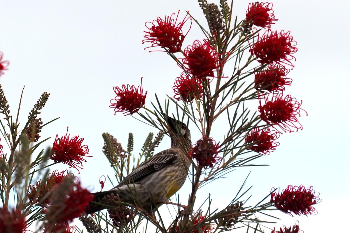 Ruby Dream grevillea Ruby Dream grevillea with wattle bird