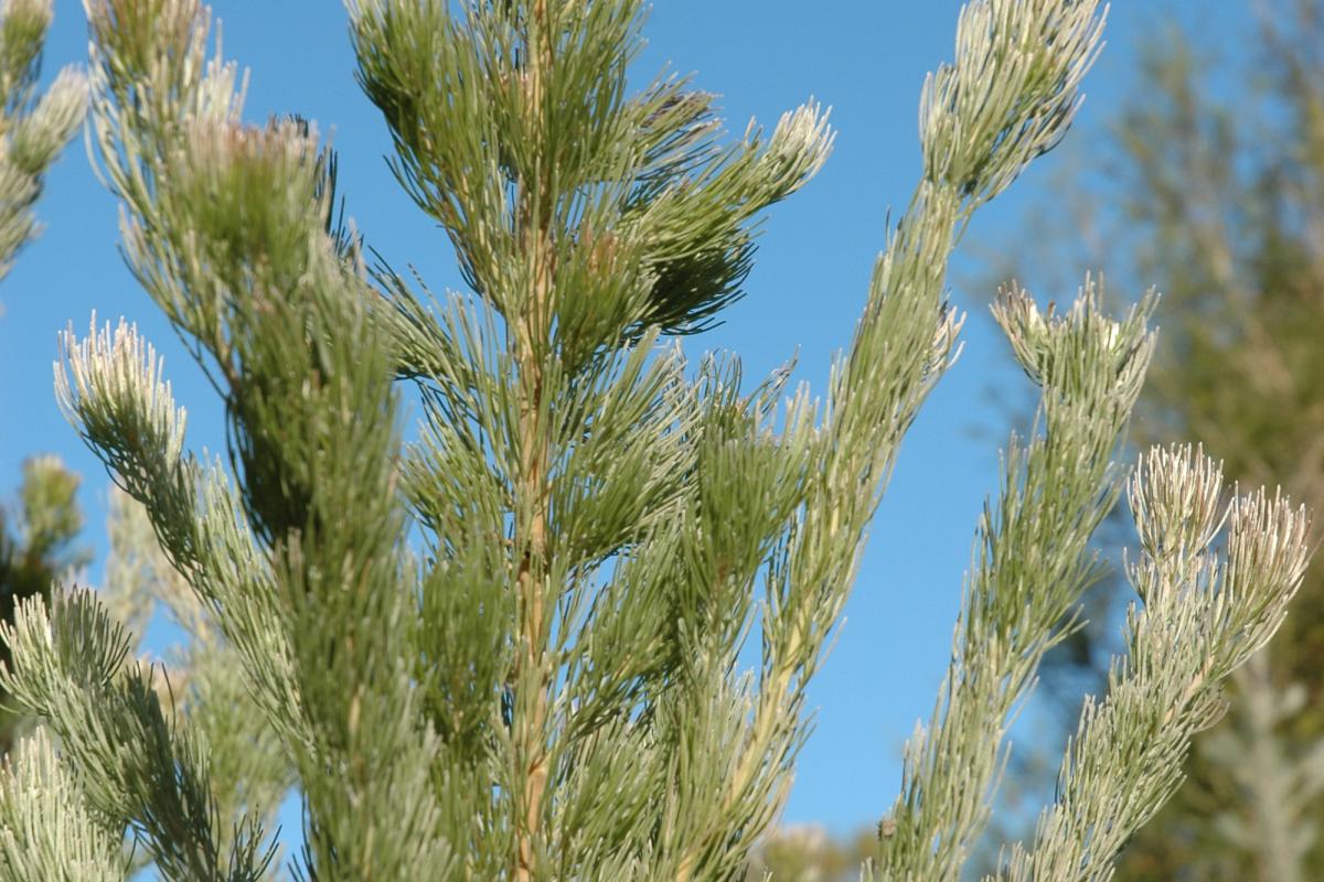 Adenanthos sericeus Adenanthos sericeus commonly known as the Woolly Bush