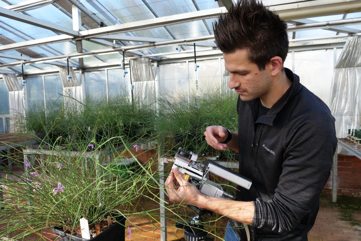 A Kings Park scientist measuring Tetratheca erubescens A Kings Park scientist measuring Tetratheca erubescens