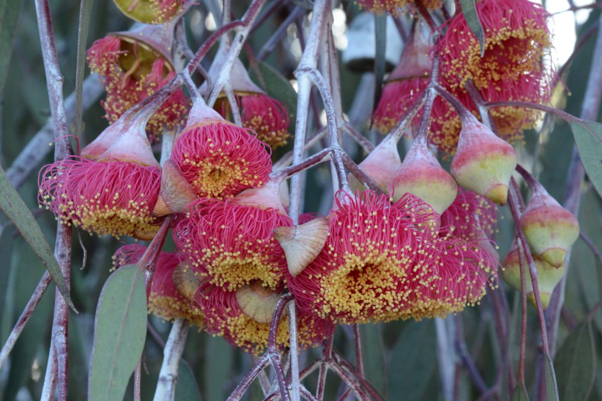 Eucalyptus caesia subsp magna commonly known as Silver Princess