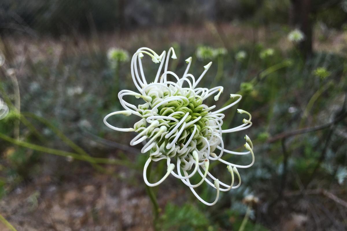 Grevillea scapigera Grevillea scapigera flower