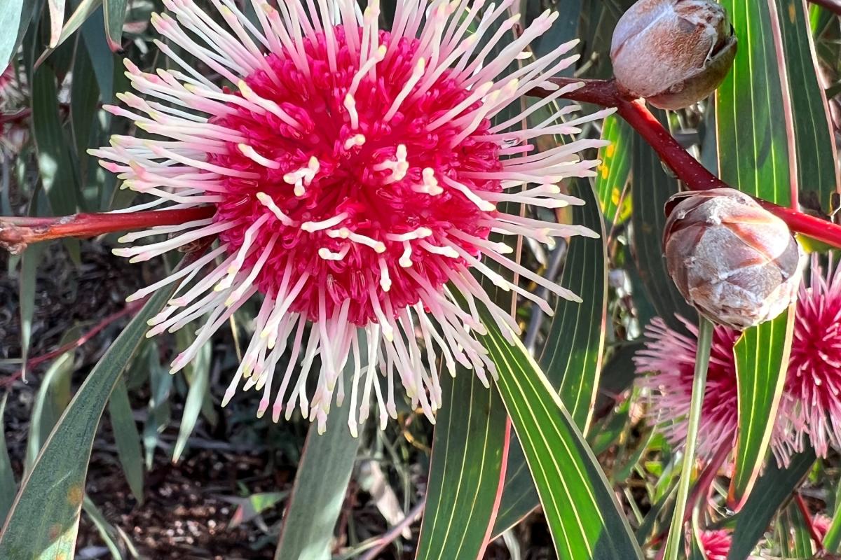 Hakea laurina Hakea laurina commonly known as Pincushion Hakea