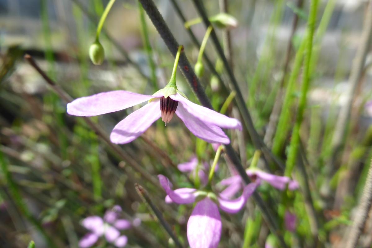 Tetratheca in flower. Tetratheca flower in bloom.