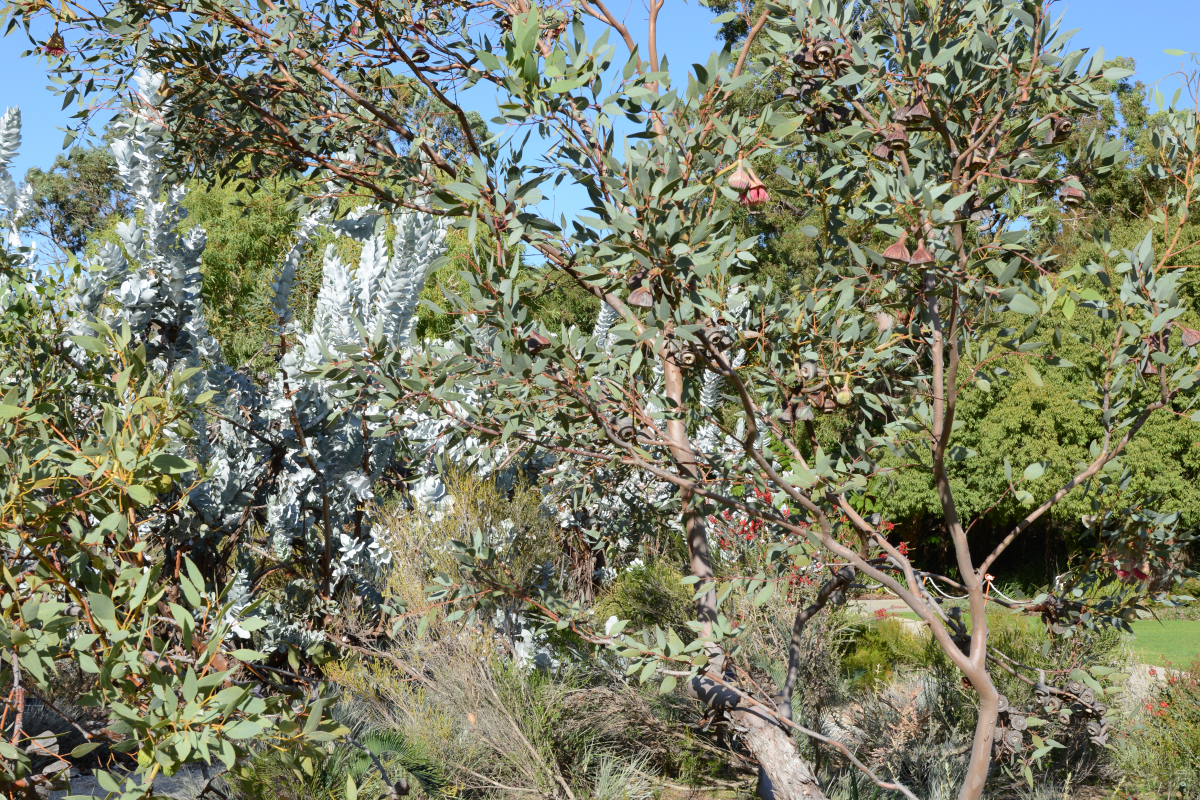 Eucalyptus pyriformis, commonly known as the pear fruited mallee Eucalyptus pyriformis, commonly known as the pear fruited mallee