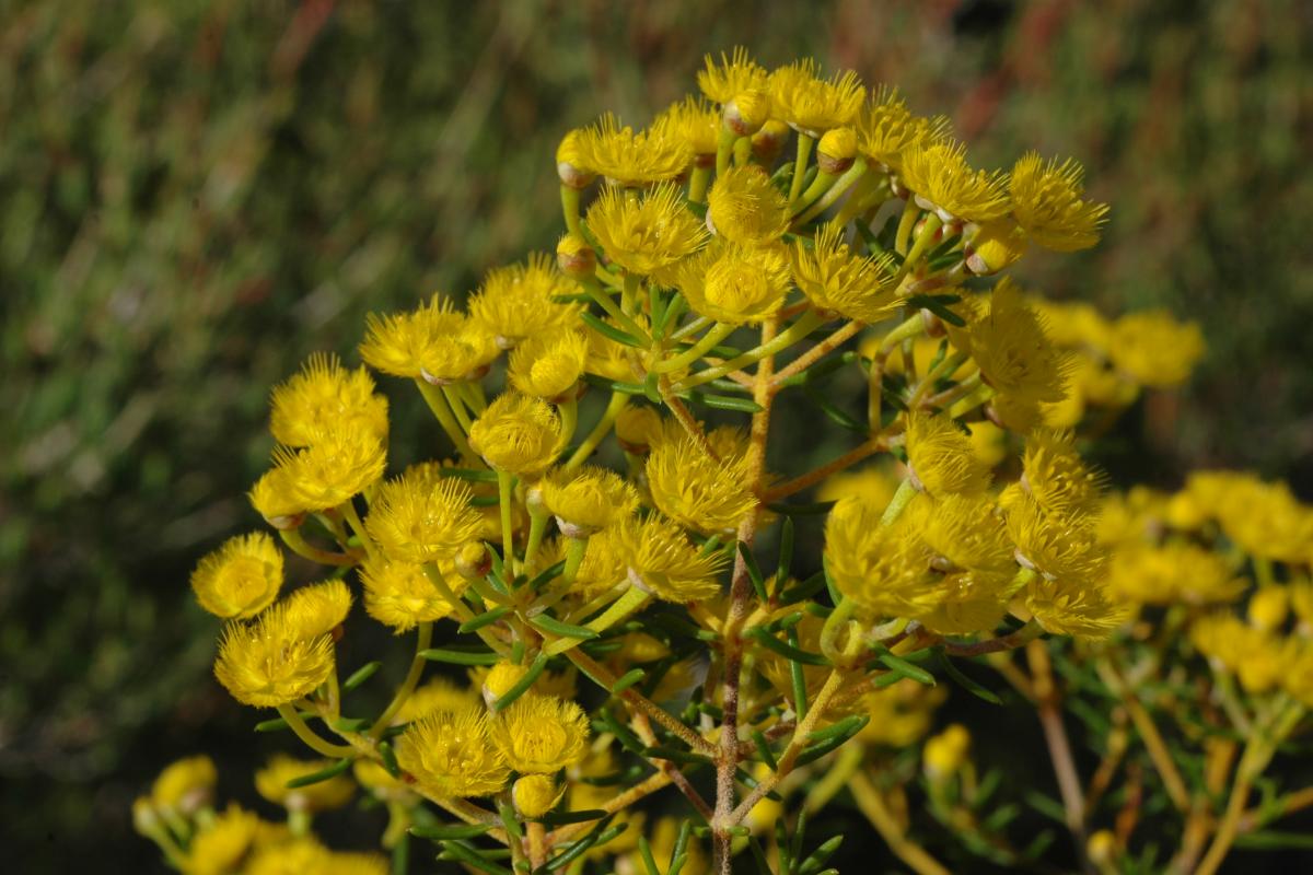 Verticordia chrysantha