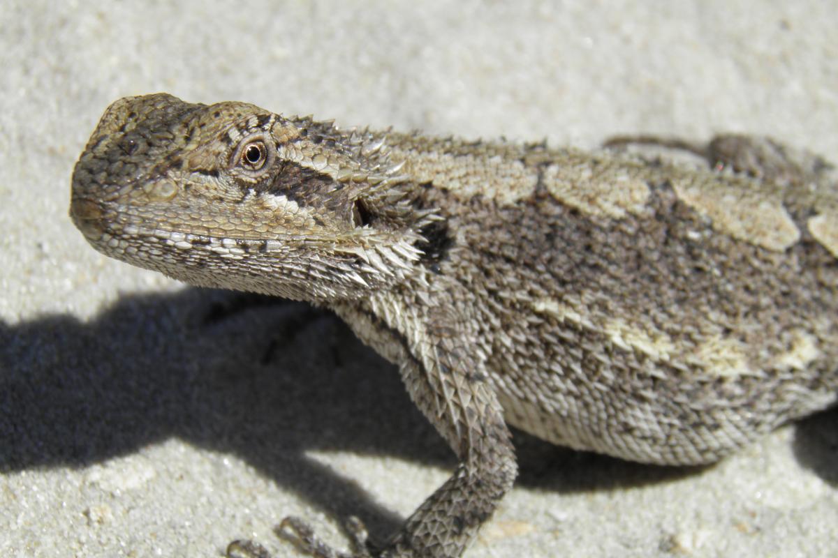 Close up of a Western Bearded Dragon.