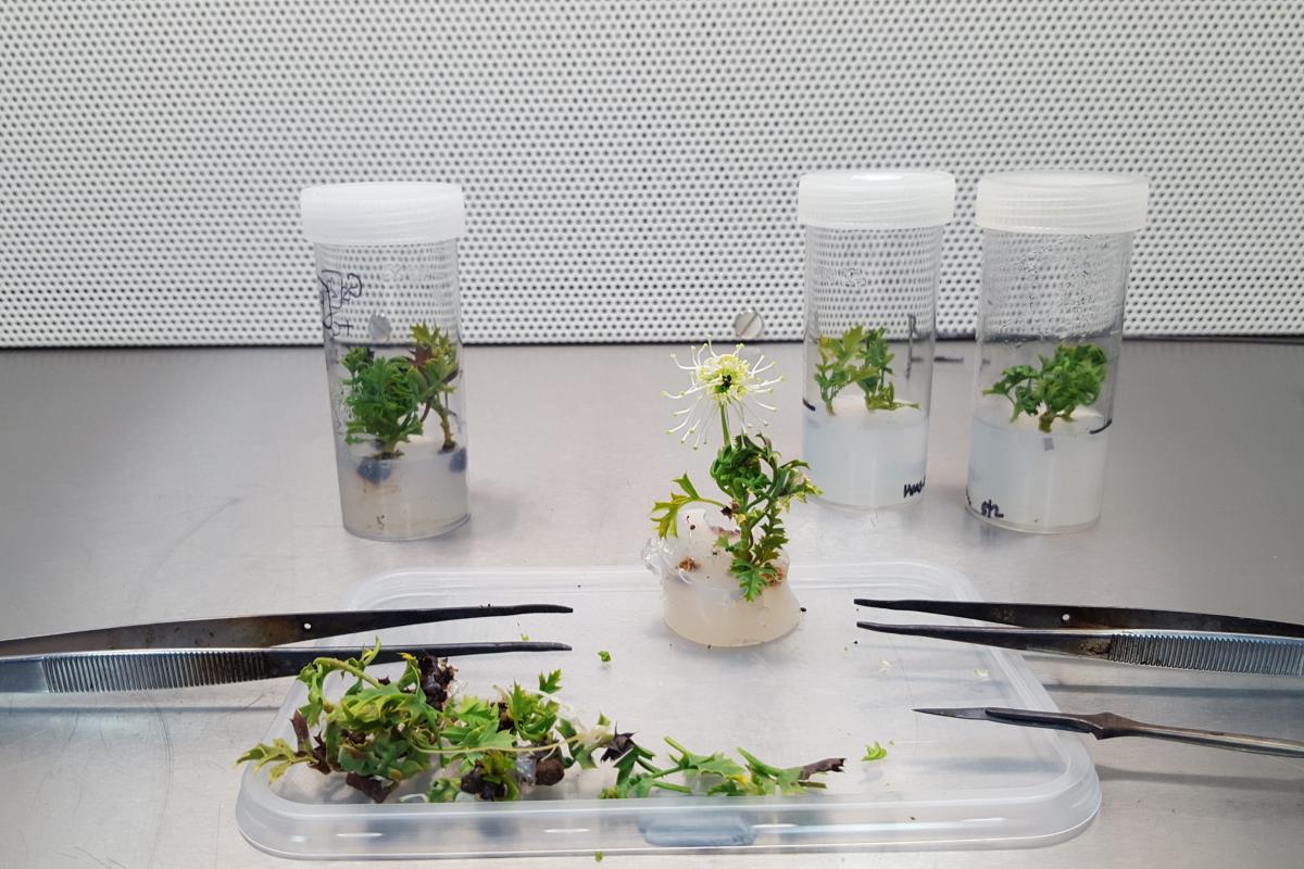 Grevillea scapigera, common name Corrigin Grevillea, grows in media in the Tissue Culture Lab. Grevillea scapigera, common name Corrigin Grevillea, growing in media in the Tissue Culture Lab