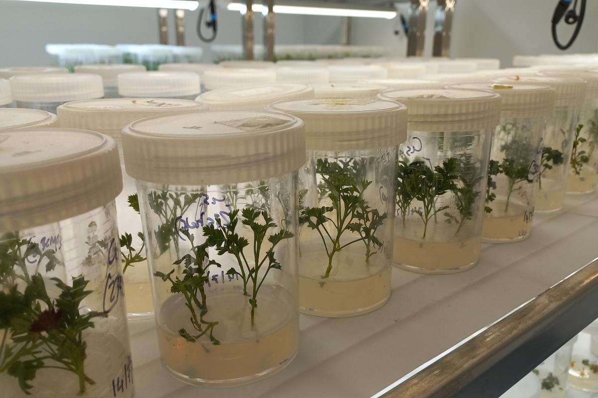 Grevillea scapigera (common name Corrigin Grevillea), growing in Tissue Culture growth media in the Kings Park Science Lab Grevilliea scapigera, commonly called Corrigin Grevillea, in Tissue Culture Media