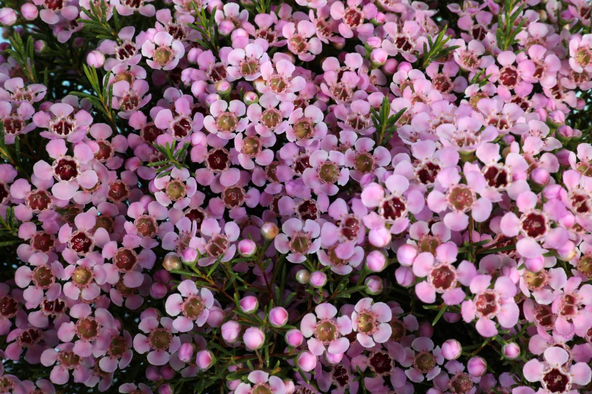 Waxflower 'Local Hero' Waxflower 'Local Hero' pink flower cluster