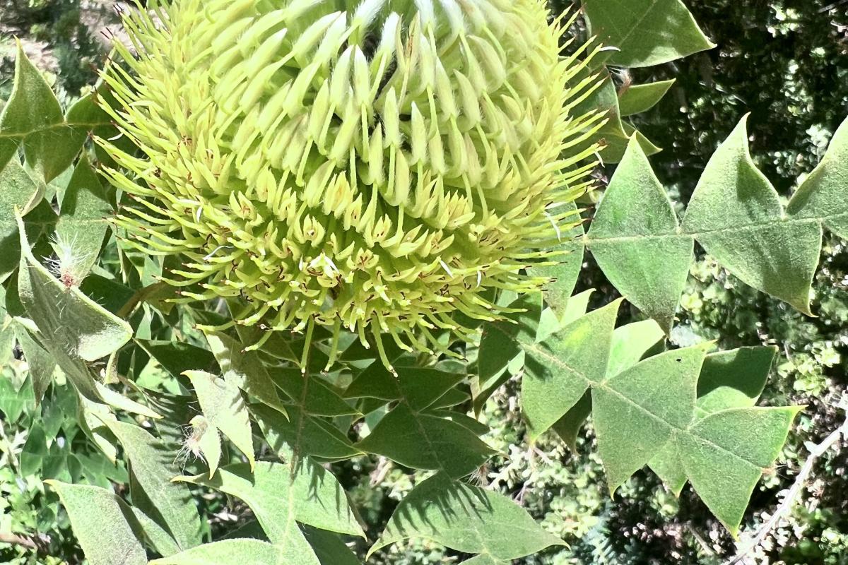 Banksia baxteri Banksia baxteri