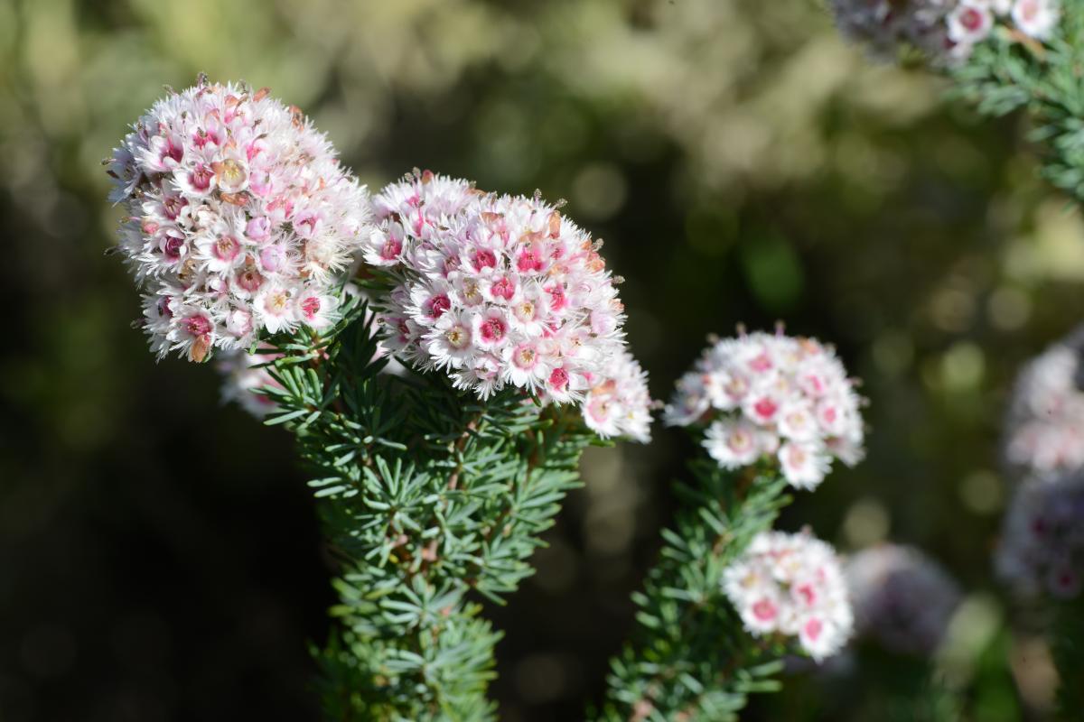 Verticordia plumosa