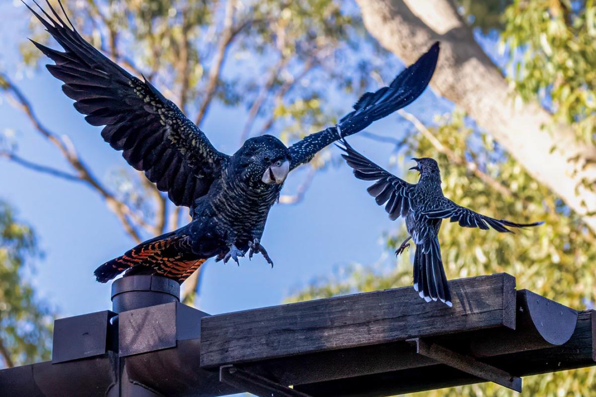 Cockatoo and a wattle bird on a bird waterer