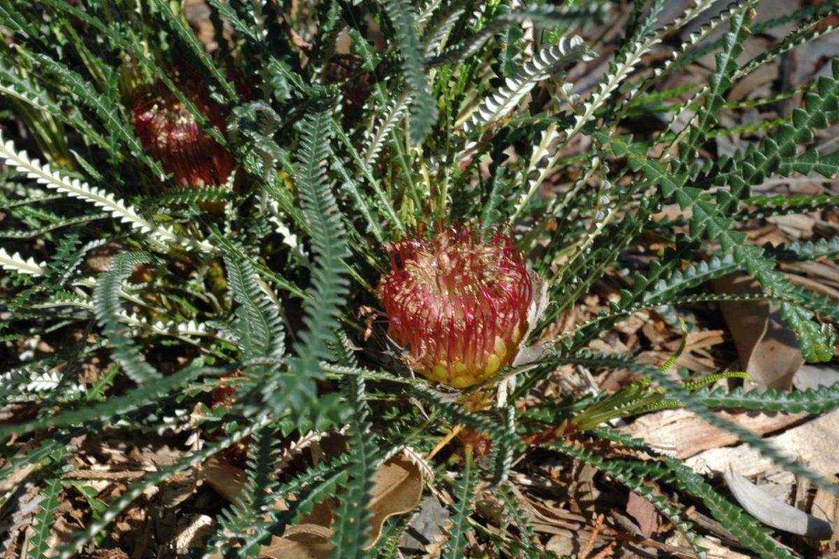 Banksia nivea Banksia nivea