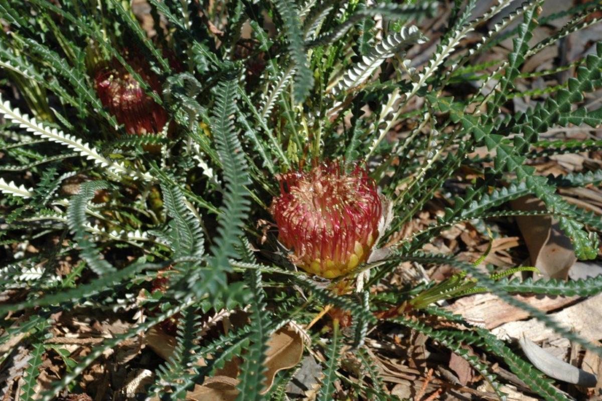 Banksia nivea