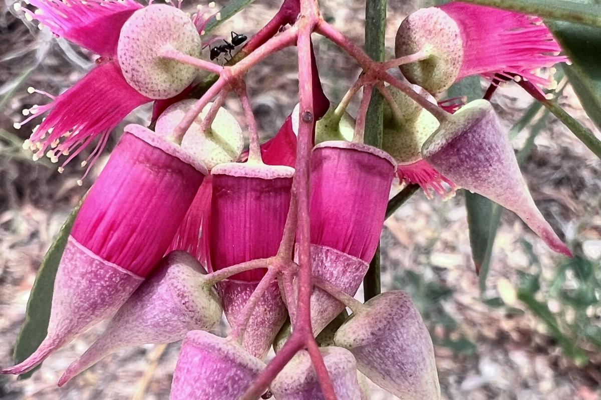 E. rosacea