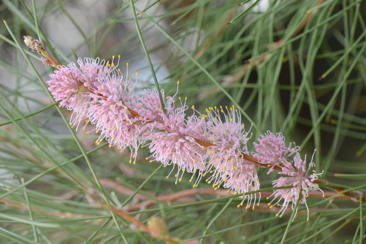 Hakea invaginata