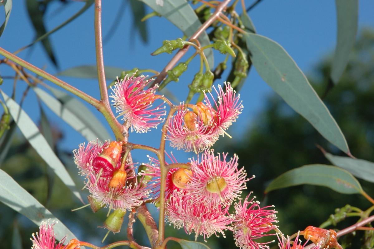 Eucalyptus torquata