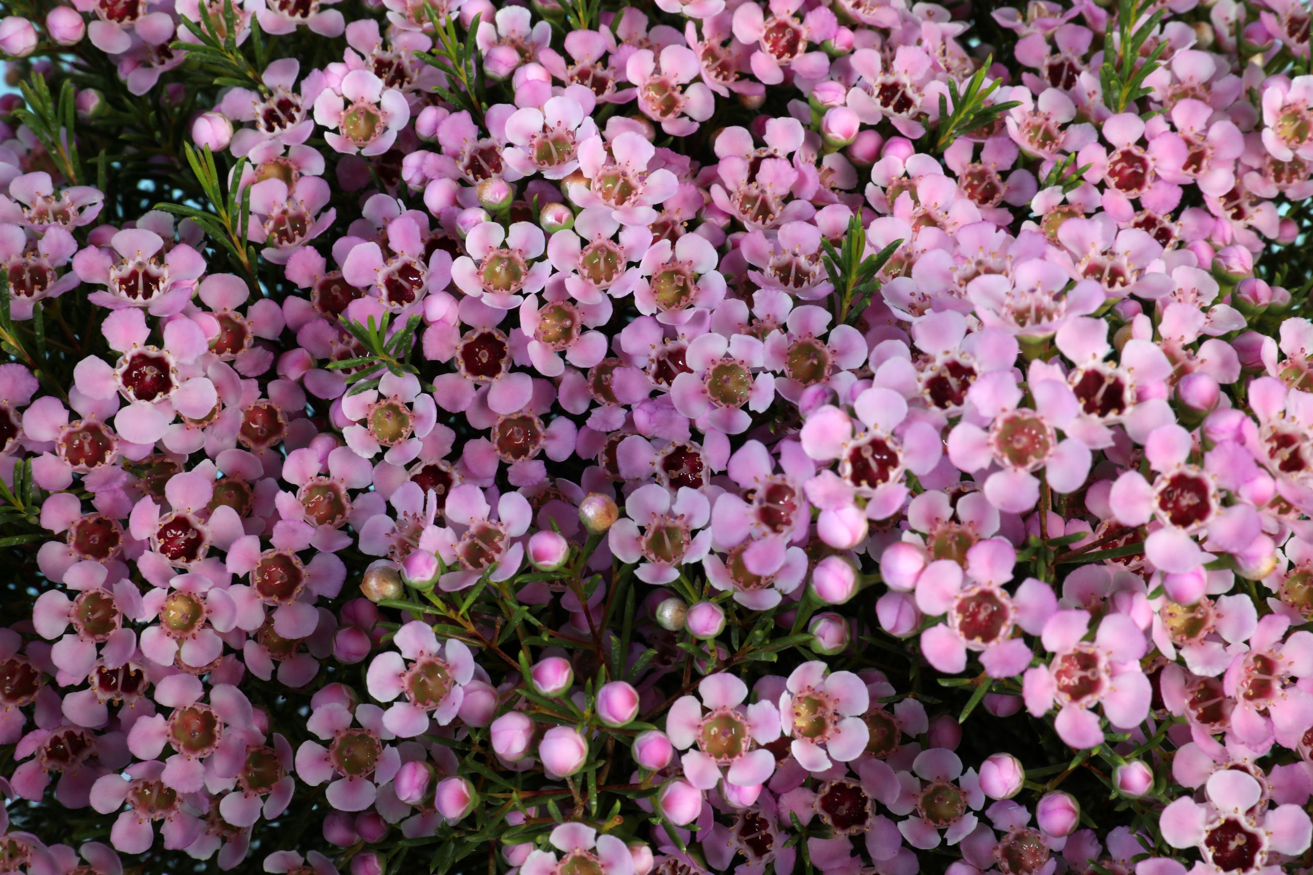 Waxflower supports our local heroes | Kings Park