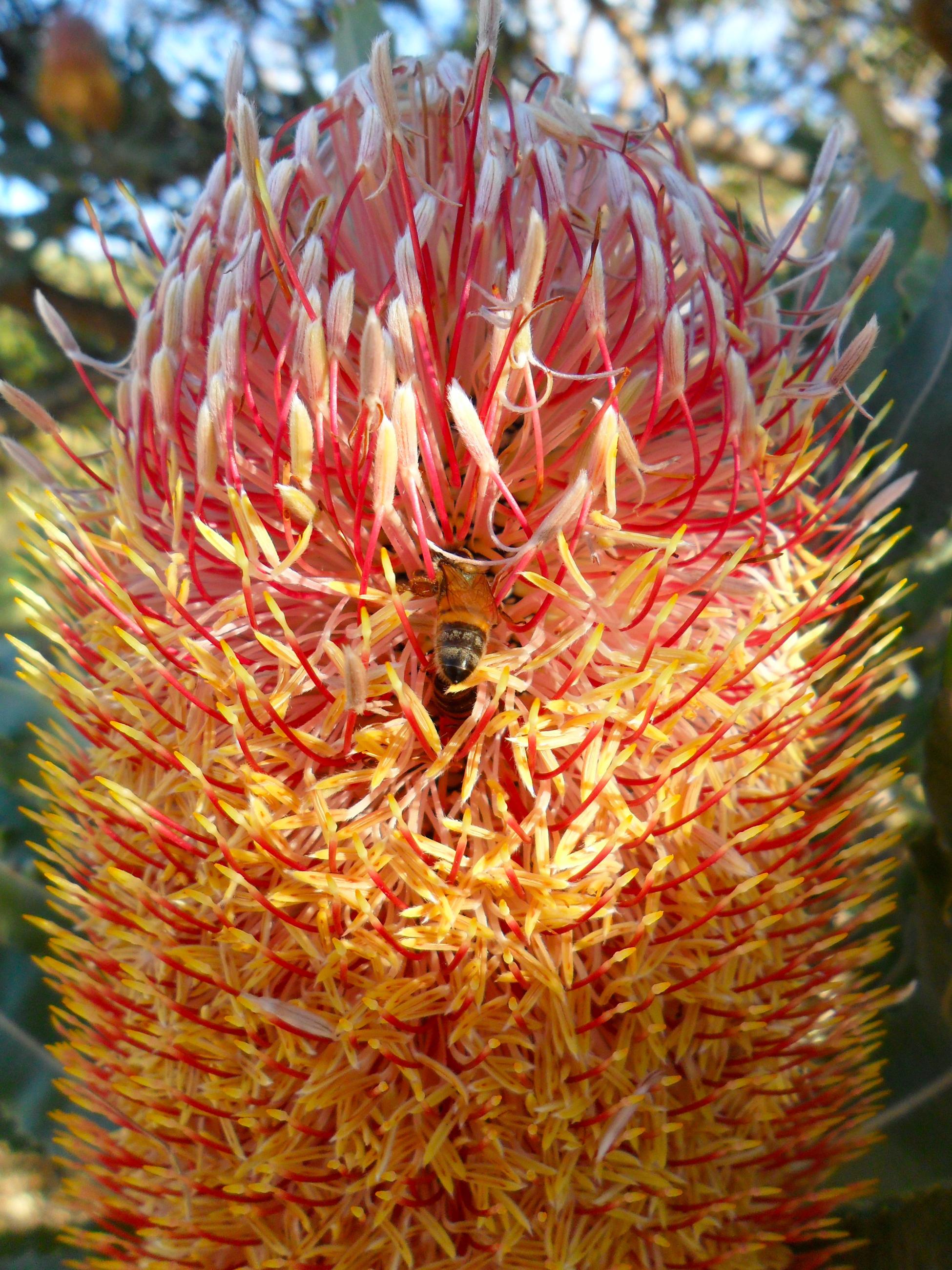 Djeran in Bold Park | Kings Park