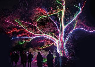 Kings Park Lightscape display featuring a multicoloured neon tree