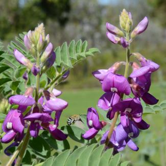 Blue banded bee on Ashburton Pea