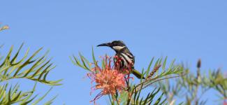 Honeyeater on a grevillea