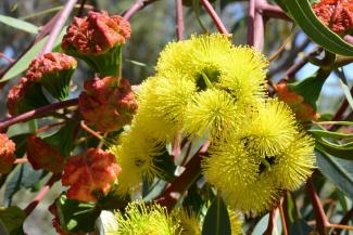 Eucalyptus erythrocorys