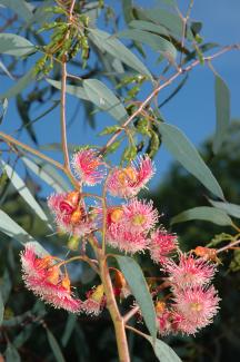 Eucalyptus torquata