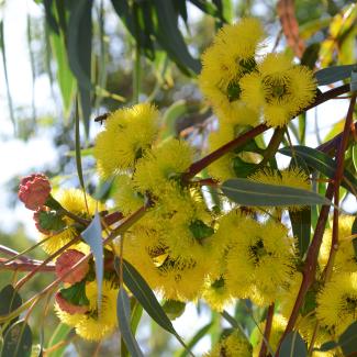 Eucalyptus erythrocorys