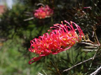 'Woman of Spirit' Grevillea flower