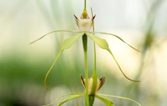 Hidden Secrets of Kings Park - Orchids up Close