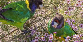 finding our fabulous feathered friends