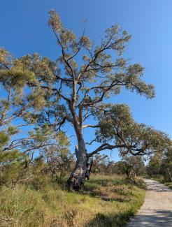 Tuart Tree