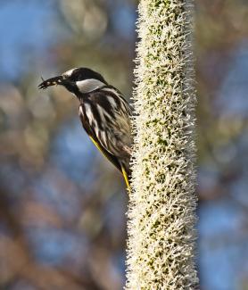 White-cheeked-Honeyeater