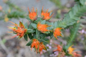 Darwinia citriodora - Lemon-scented Darwinia