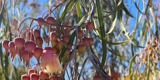 Eucalyptus Walk