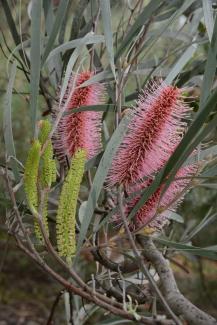 Hakea francissiana 