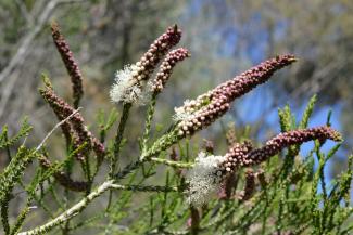 Melaleuca huegellii