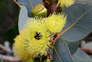 Native Botany - Myrtaceae family 101