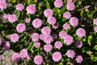 Pimelea ferruginea ‘Magenta Mist’